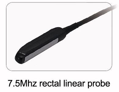 Whittemore 7.5 MHz Rectal Linear Probe