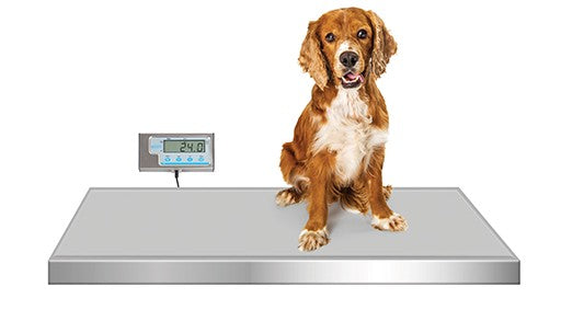 Walk-On Platform Scale, 36″ L